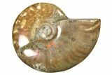 Red Flash Ammonite Fossil - Madagascar #187253-1